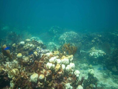Un estudio científico advierte que casi la mitad de los corales del planeta están en peligro de extinción